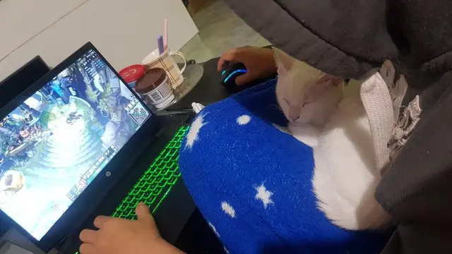 6 Potret Kucing Ganggu Majikan Main Game Ini Bikin Senyum Tipis