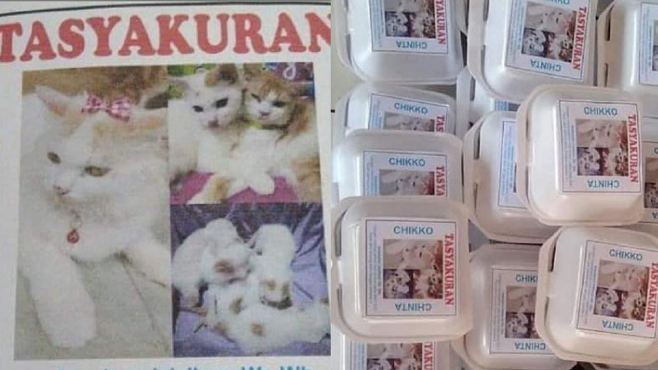 tasyakuran kucing