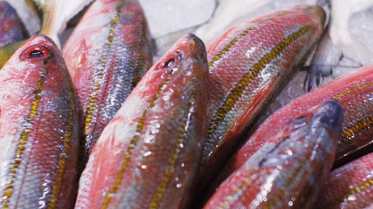 Dengan mengkonsumsi ikan-ikan tersebut secara teratur, Anda dapat memastikan bahwa tubuh mendapatkan protein yang dibutuhkan untuk menjaga kesehatan dan fungsi tubuh yang optimal.