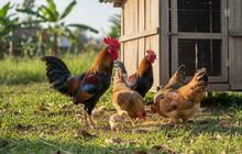 Ayam Kampung Jarang Bertelur? Ini Penyebab dan Cara Mengatasinya