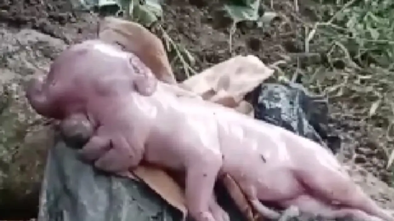 Anak Babi