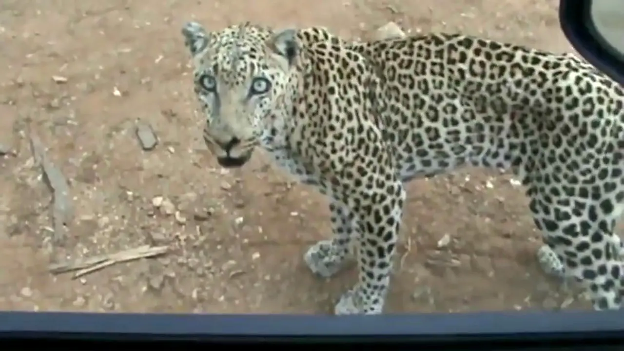 Leopard Ini Memohon Masuk Dalam Mobil