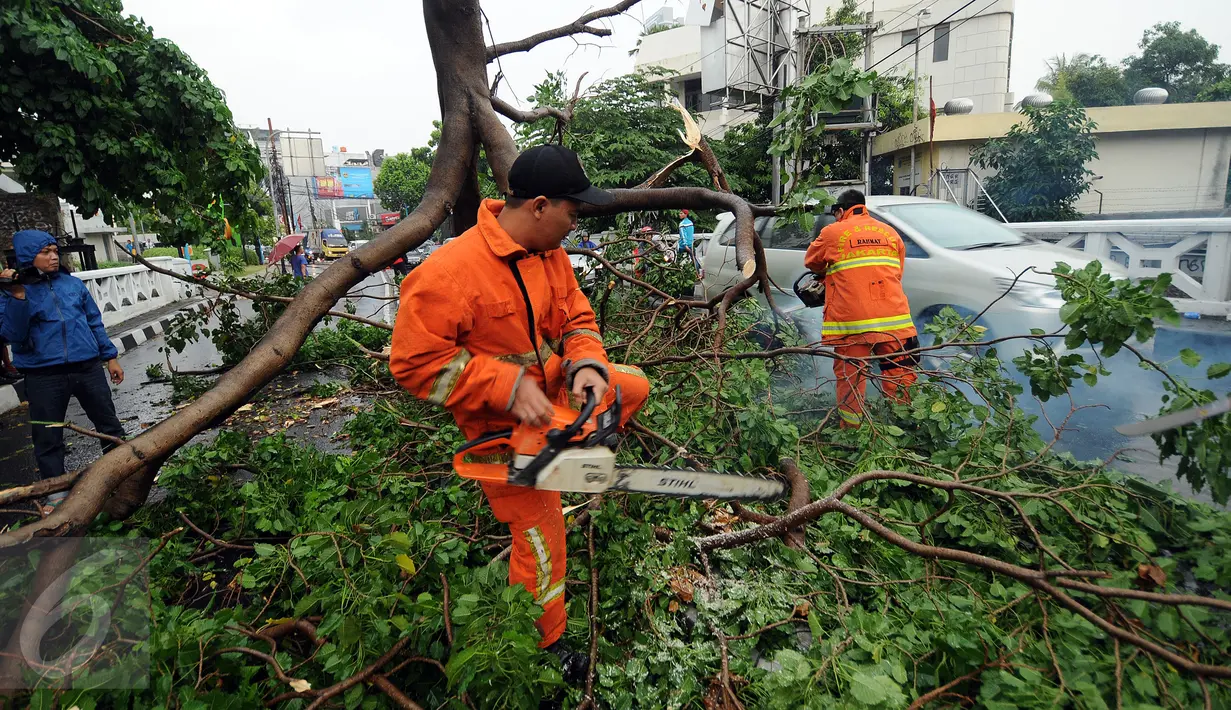 Petugas Pemadam Kebakaran dan Penanggulangan Bencana (Damkar PB) memotong bagian pohon yang tumbang di Jalan Kemang Raya, Jakarta, Sabtu (7/11/2015). Tidak ada korban dalam peristiwa ini. (Liputan6.com/Helmi Fithriansyah)