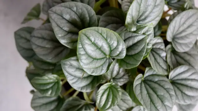 Peperomia Caperata