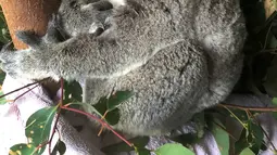Seekor koala dengan dua warna berbeda pada bola matanya yang sangat langka di Kebun Binatang Australia di Brisbane Utara, Selasa (12/7). Satwa marsupial yang diberi nama Bowie ini memiliki kondisi yang disebut heterochromia.  (STR/AUSTRALIA ZOO/AFP)