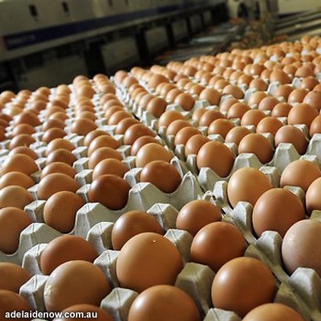 Harga Telur Meroket Harga Telur Dunia Berapa Bisnis Liputan6 