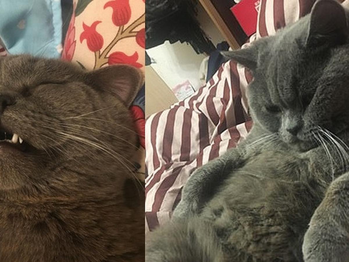 Kucing Ini Kawin Dengan 5 Betina Dalam Semalam, Kondisinya Kini Bikin Miris  - Hot Liputan6.Com