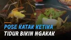 Sudah seperti manusia saja. Pose katak ini tidur dengan berbaring bikin ngakak.