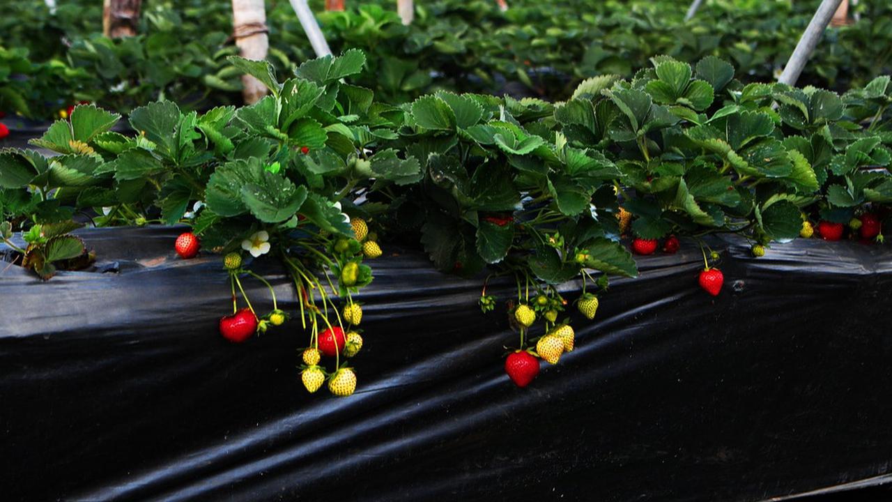 7 Pilihan Tanaman dari Sukulen sampai Strawberry untuk Halaman Rumah Cantik & Produktif