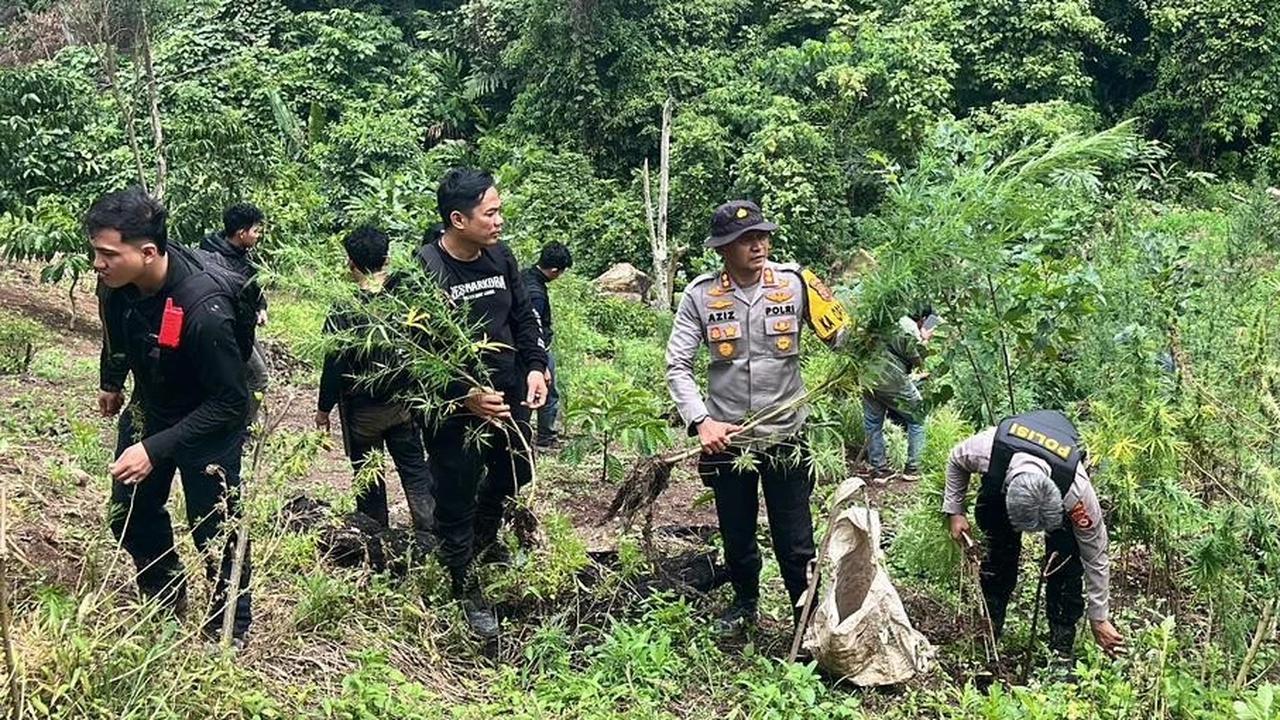 FOTO: Polda Sumsel Bongkar Ladang Ganja 20 Hektar di Empat Lawang