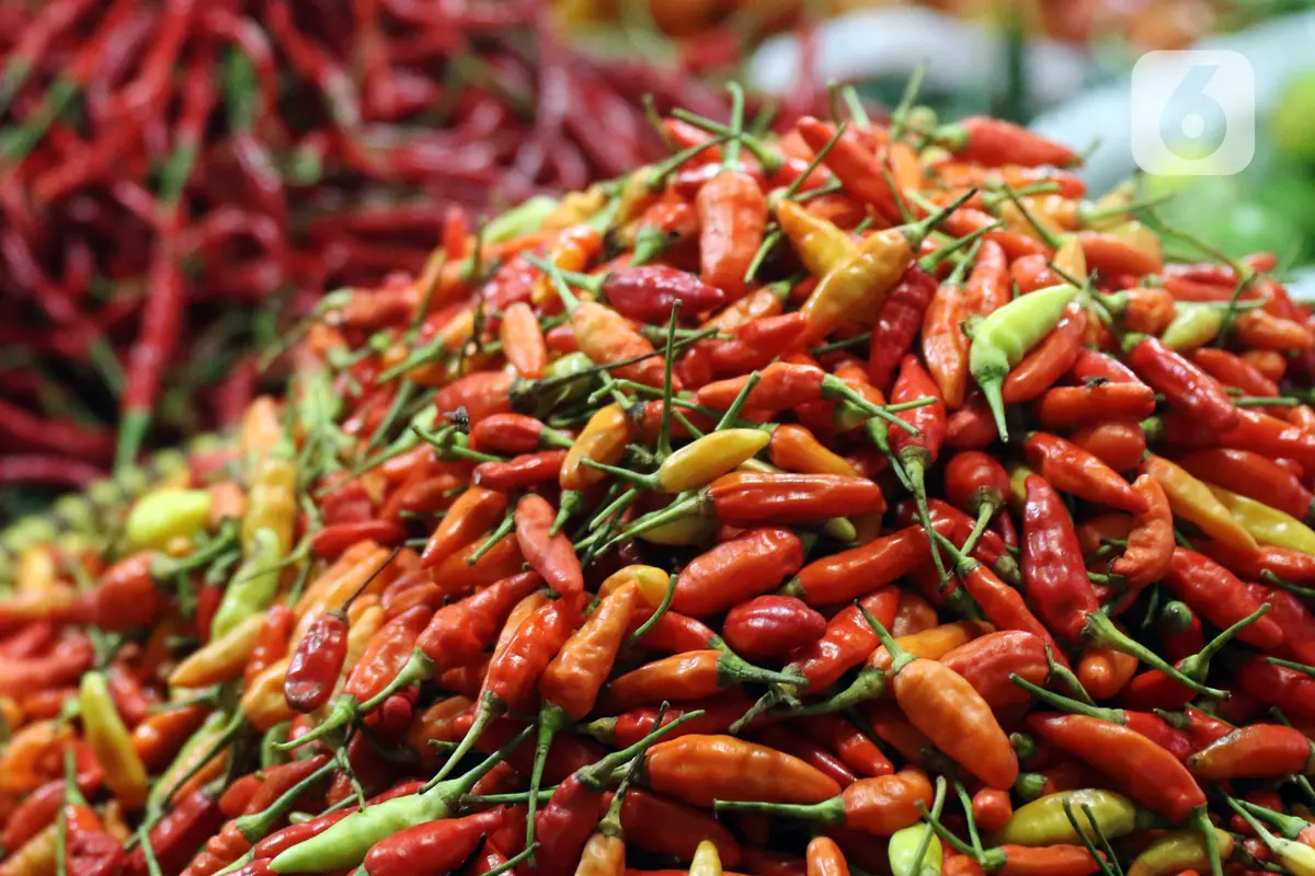 FOTO: Jelang Natal, Harga Cabai Rawit Merah Tembus Rp 100 Ribu per Kilo
