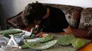 Seniman Palestina Ahmad Yasin membuat masker dari kaktus di Desa Aseera Ashmaliya di dekat Nablus, Tepi Barat, pada 16 Juli 2020. Yasin (25) mengatakan hal ini dilakukan untuk menyoroti pentingnya masker pelindung selama pandemi COVID-19. (Xinhua/Ayman Nobani)