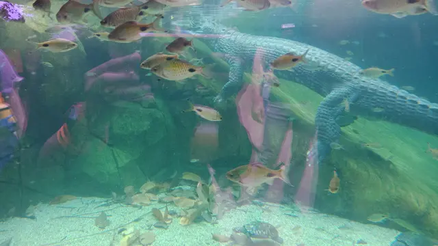 Sungai Kongo