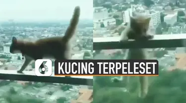 Ada-ada saja tingkah kucing yang satu ini bikin senam jantung karena terpeleset di balkon apartemen.