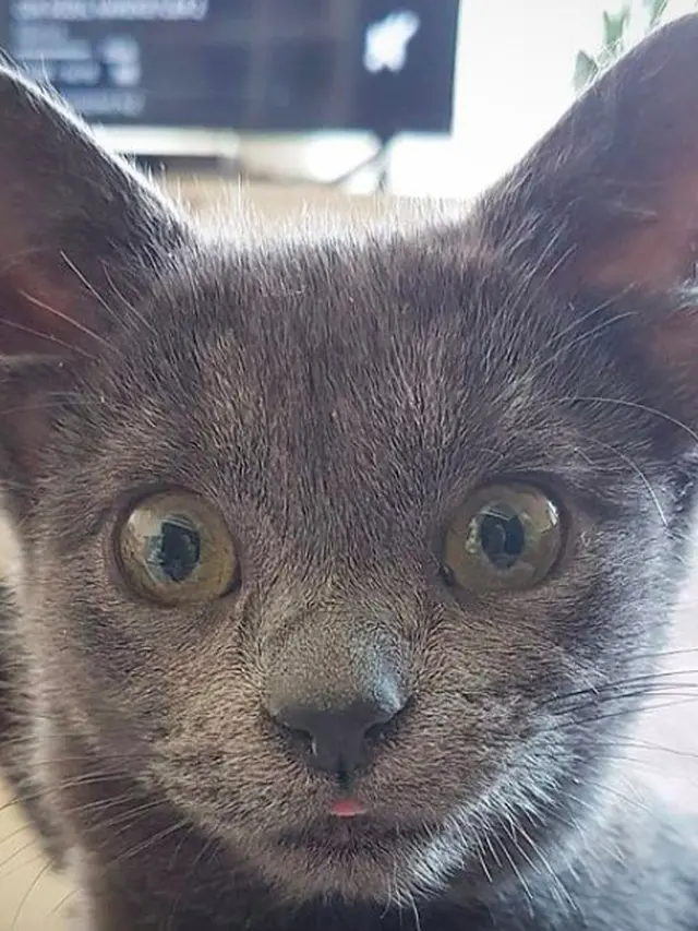 Kucing miliki 4 telinga