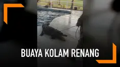 Buaya sepanjang sekitar 9 kaki tiba-tiba muncul di kolam renang sebuah rumah. Pemilik rumah yang kaget langsung mengikat dan membuat hewan buas tersebut.
