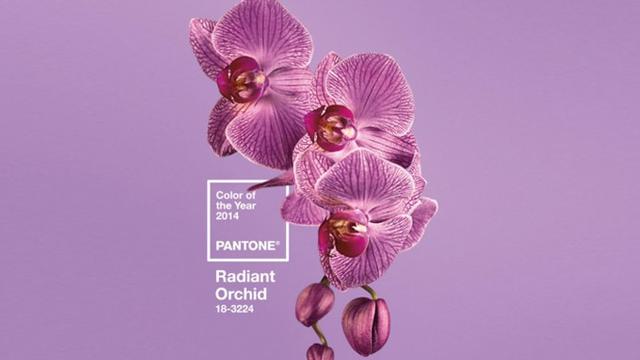 Radiant Orchid Warna Yang Bakal Tren Di 2014 Health Liputan6 Com