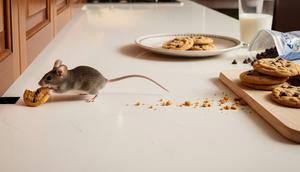 Tikus Curi Makanan di Dapur