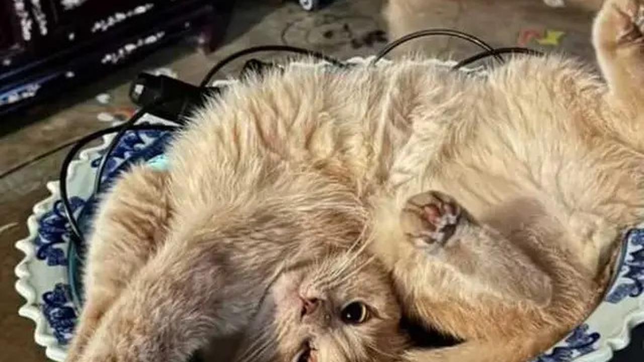 Foto-Foto Kucing Nirina Zubir, Banyak yang Diselamatkan dari Jalanan
