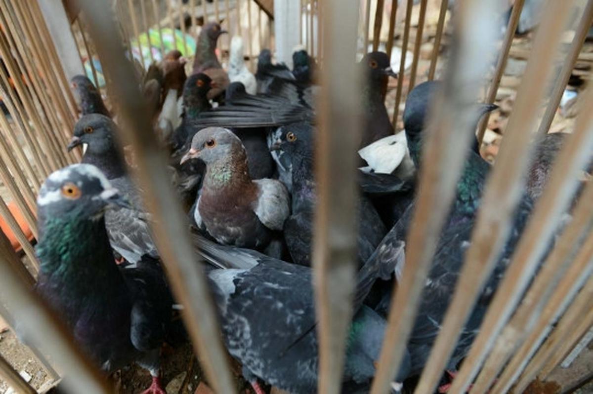 Antisipasi flu burung, kandang unggas di bantaran Ciliwung dibongkar