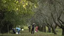 Penduduk setempat memetik buah apel dengan menggunakan alat seadanya di kebun apel di taman kota di Minsk, Belarusia (11/10/2019). Beberapa orang datang ke taman setiap hari untuk mengumpulkan apel secara gratis, dan ini sangat populer dengan orang-orang pensiunan. (AP Photo/Grits Sergei)