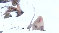 Monyet salju di Nagano, Jepang. (Liputan6.com/Dini Nurilah)