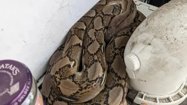 Kehadiran Tak Terduga Ular Piton 152,4 cm di Dapur Ini Bikin Merinding