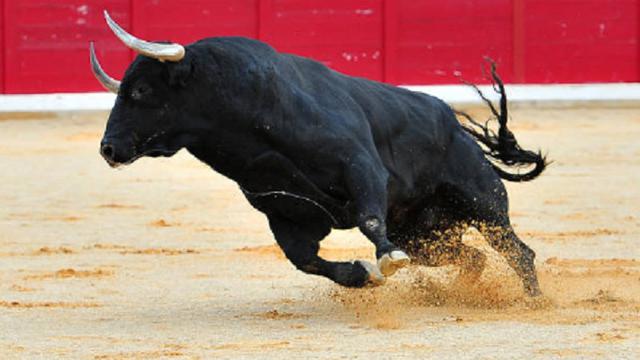 Ilustrasi banteng (iStock)