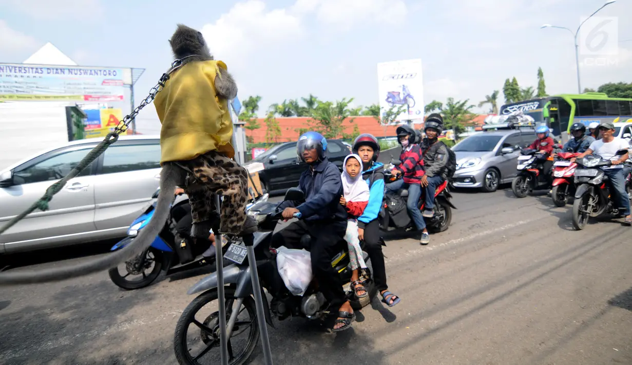 Pemudik melihat atraksi topeng monyet saat terjebak kemacetan di jalur Pantura Brebes, Jawa Tengah, Kamis (22/6). Antrean kemacetan panjang para pemudik dimanfaatkan untuk mendulang rupiah para pemilik atraksi topeng monyet. (Liputan6.com/Gempur M Surya)