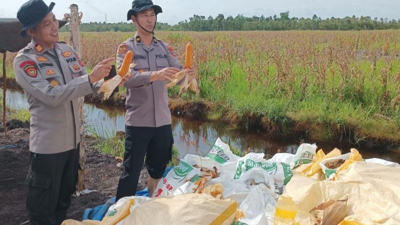 Polresta Banjarmasin Sukses Panen Jagung Pascabanjir Kuartal IV, Dukung Ketahanan Pangan Nasional