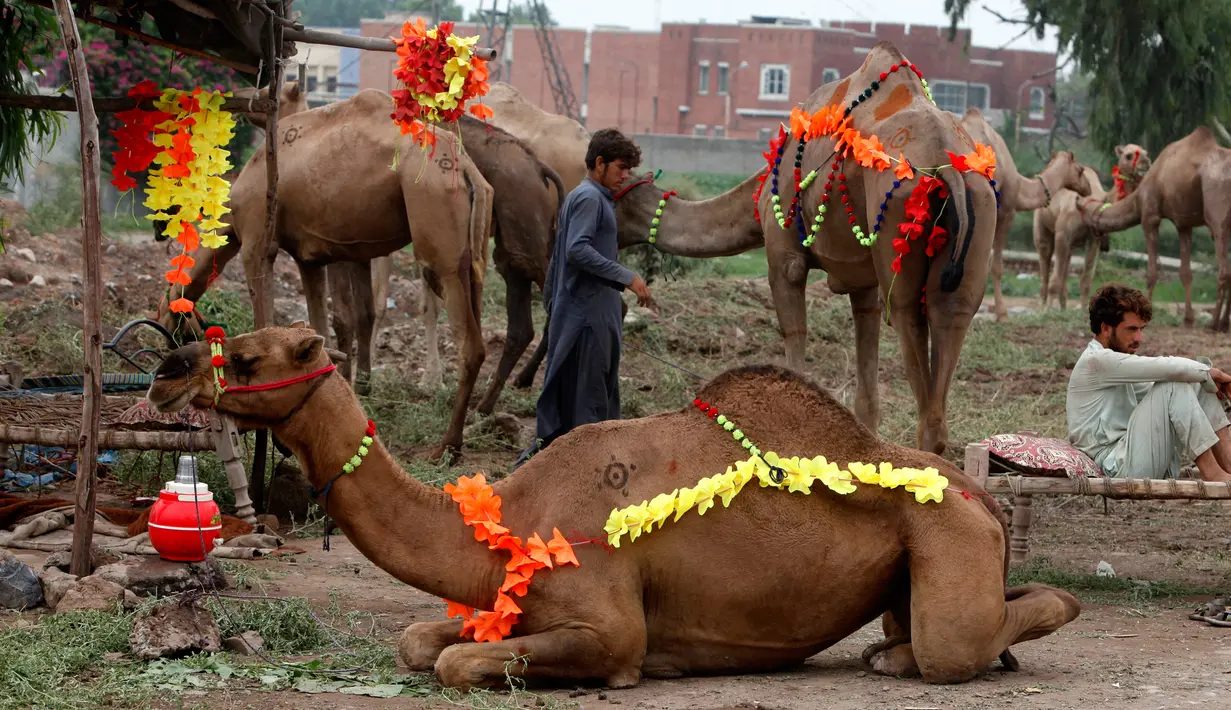 Pedagang menunggu pembeli hewan kurban di pasar hewan yang disiapkan untuk Idul Adha di Peshawar, Pakistan pada 2 Agustus 2019. Umat Islam di seluruh dunia akan merayakan Hari Raya Idul Adha yang identik dengan tradisi berkurban seperti kambing, domba, onta, sapi dan kerbau. (AP/Muhammad Sajjad)
