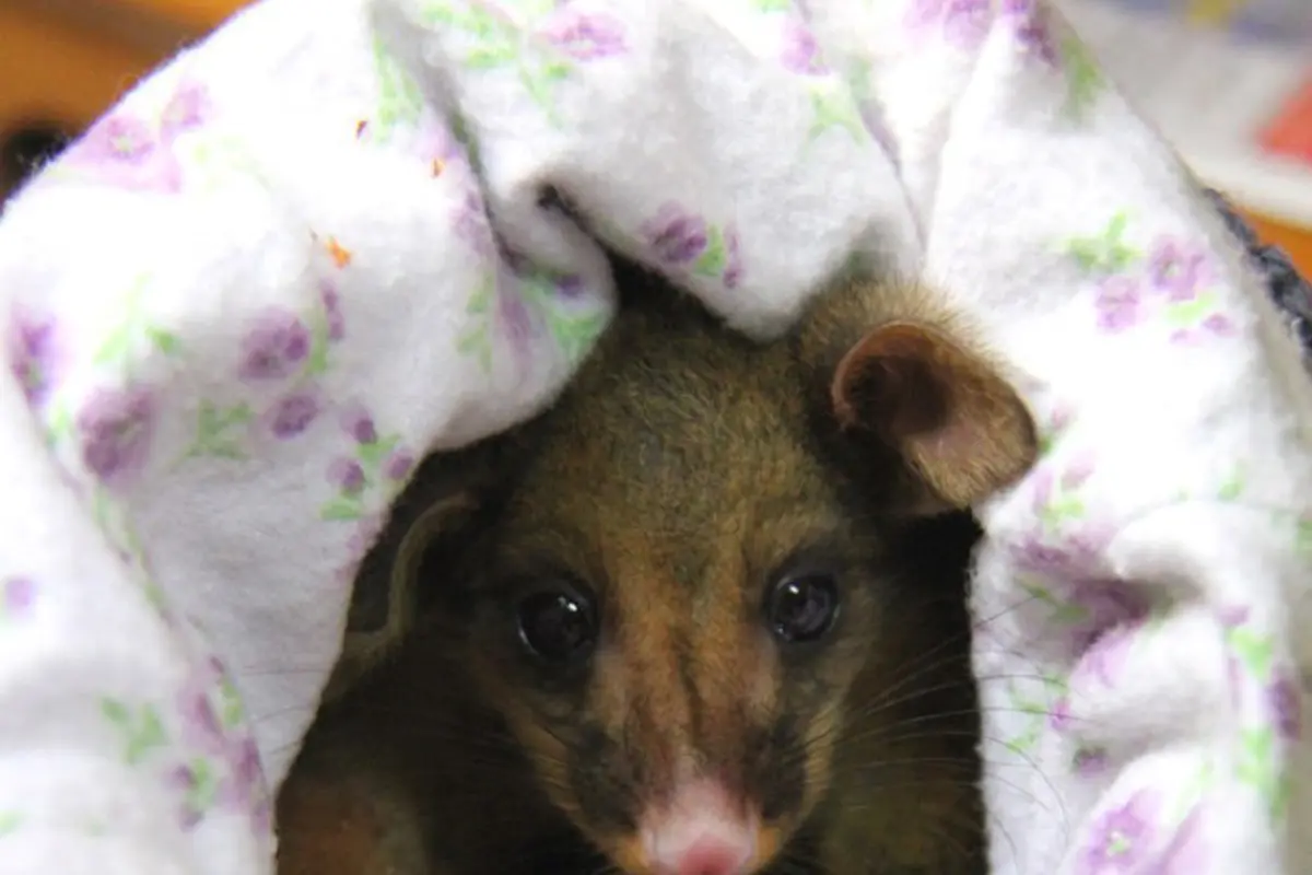 Bayi Possum Imut Ini Dijamin Bikin Kamu Menjerit Gemas Dini Hari