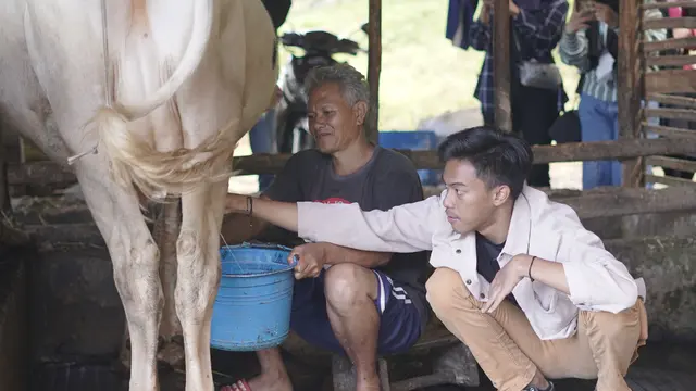 Seseorang Sedang Belajar Perah Susu Sapi