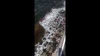 Ikan-ikan tergelepar di atas bebatuan pemecah ombak di dekat Jalan Pantai Mutiara Regatta, Penjaringan, Jakarta Utara. (Istimewa)