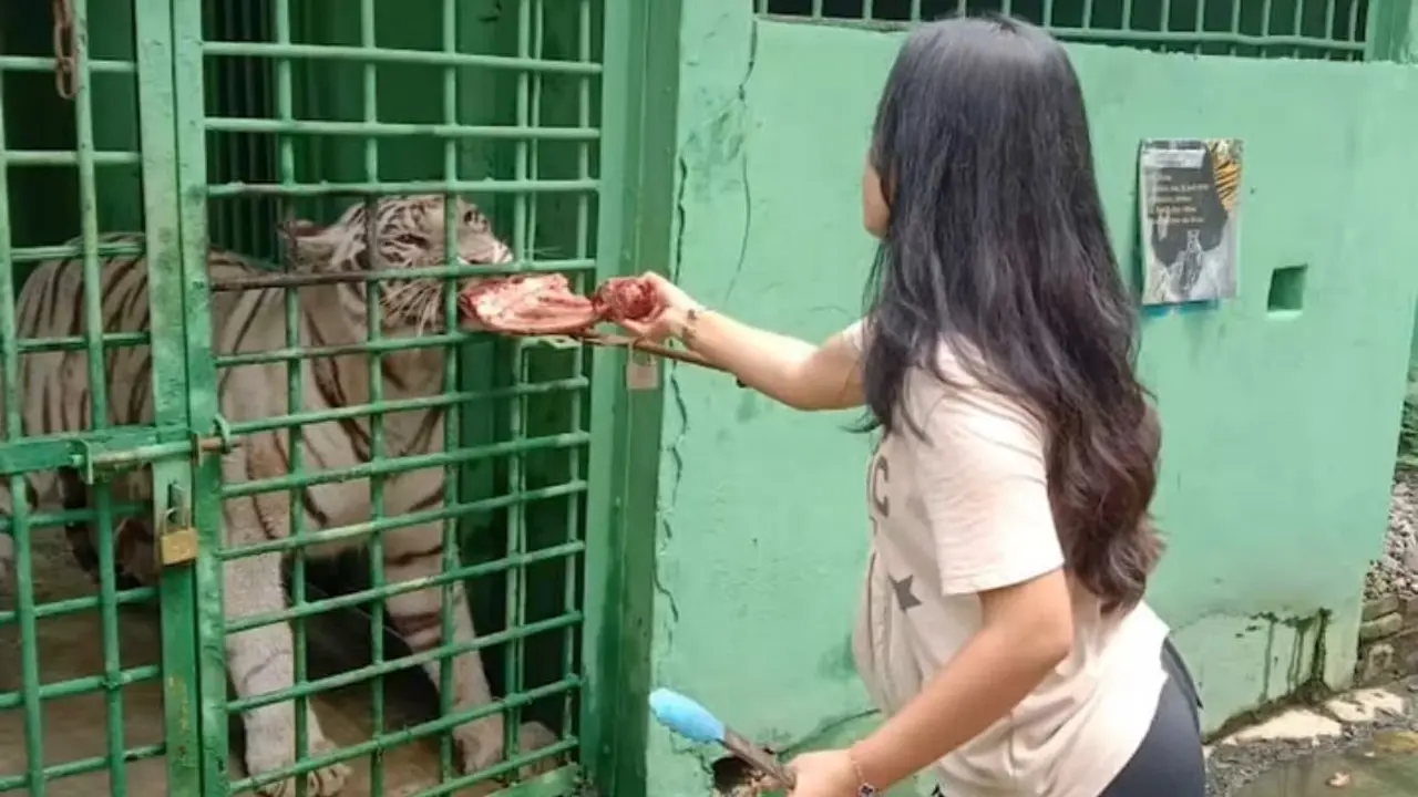 Medan Zoo alami krisis pangan