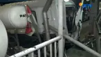 Diduga sopir truk molen mengantuk sehingga tak mampu mengendalikan truk yang dikemudikannnya.