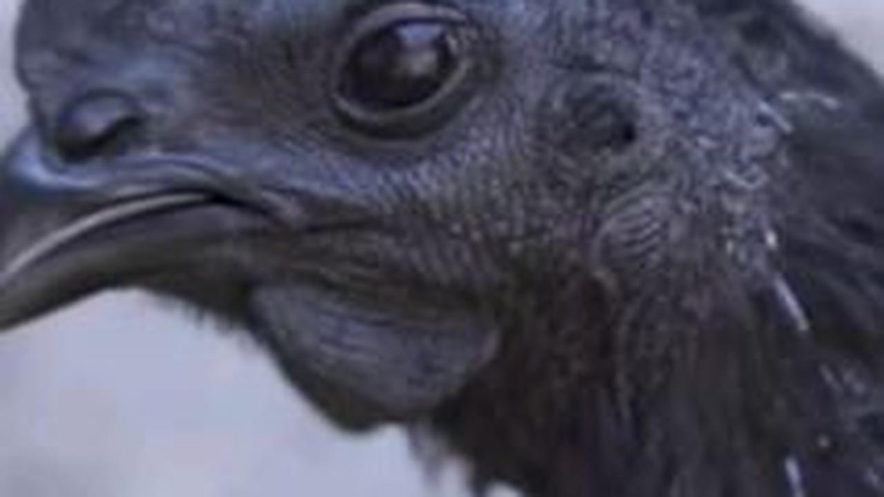 Kisah-kisah leluhur itulah yang menginspirasi Anas Ariffudin untuk beternak ayam cemani.