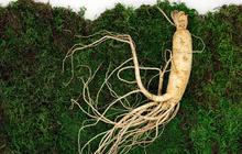 8 Manfaat Ginseng untuk Rambut, Bantu Atasi Ketombe