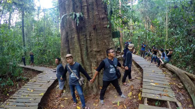 Keren, Kayu Ulin Raksasa di Sangkima Sudah Berumur 1000 Tahun