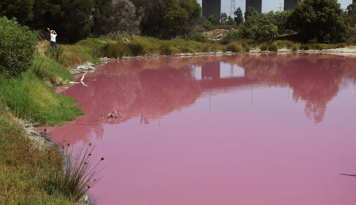 Seorang pengunjung memandangi danau yang berubah warna menjadi pink di Westgate Park, Melbourne, Australia, Senin (4/3). Warna tersebut merupakan campuran dari udara hangat, cahaya matahari, sedikit hujan dan tingginya kadar garam. (William WEST/AFP)