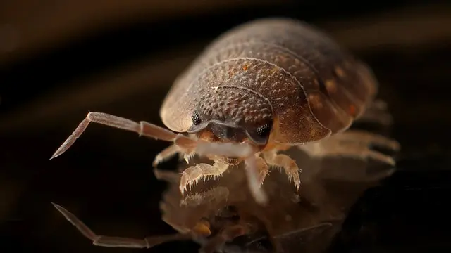 Bedbug