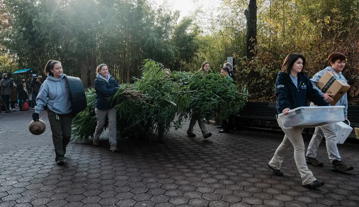 Pegawai Smithsonian National Zoo membawa bambu ke truk pengangkut FedEx ketika panda raksasa Bei Bei meninggalkan kebun binatang tersebut di Washington DC, Selasa (19/11/2019). Sebelum Bei Bei, dua panda lain bernama Tai Shan dan Bao Bao juga sudah lebih dulu dikirim ke China. (AP/Michael A. McCoy)