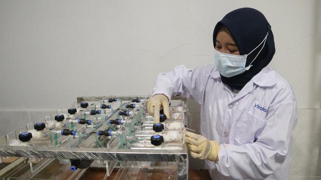 Balitbang Kementan Ekspose Uji Lanjutan  Eucalyptus pada Virus SARS-CoV2