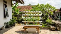 Cara Membuat Kebun Hidroponik Hemat Biaya Tanpa Pompa Air (AI Generated)