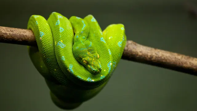 Ular Hijau.