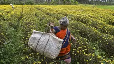 Seorang petani membawa bunga krisan yang dipanen dari sebuah ladang di pinggiran Bangalore (5/10/2021). Bunga krisan, seruni  atau krisantemum adalah sejenis tumbuhan berbunga yang sering ditanam sebagai tanaman hias pekarangan atau bunga petik. (AFP/Manjunathm Kiran)