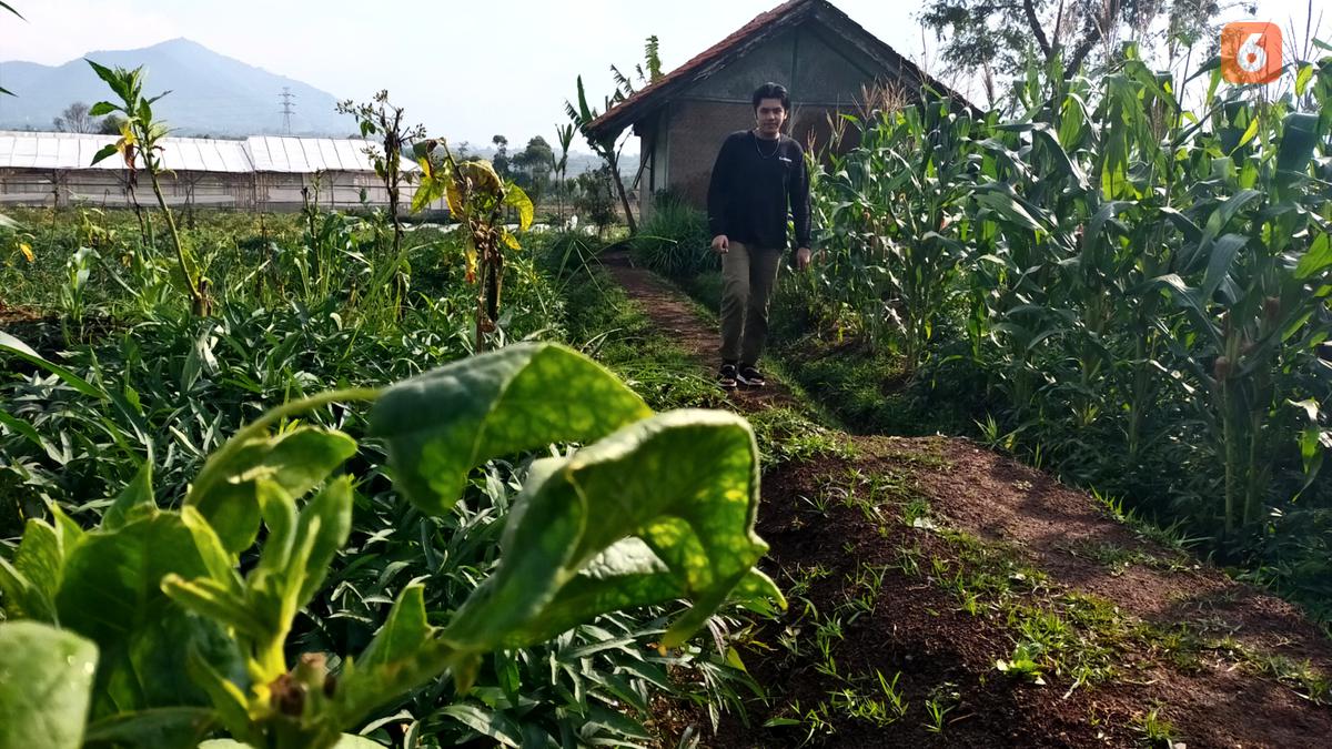 Petani Tembakau Ramai-ramai Beri Masukan Menolak RPMK Berita Viral Hari Ini Jumat 20 September 2024