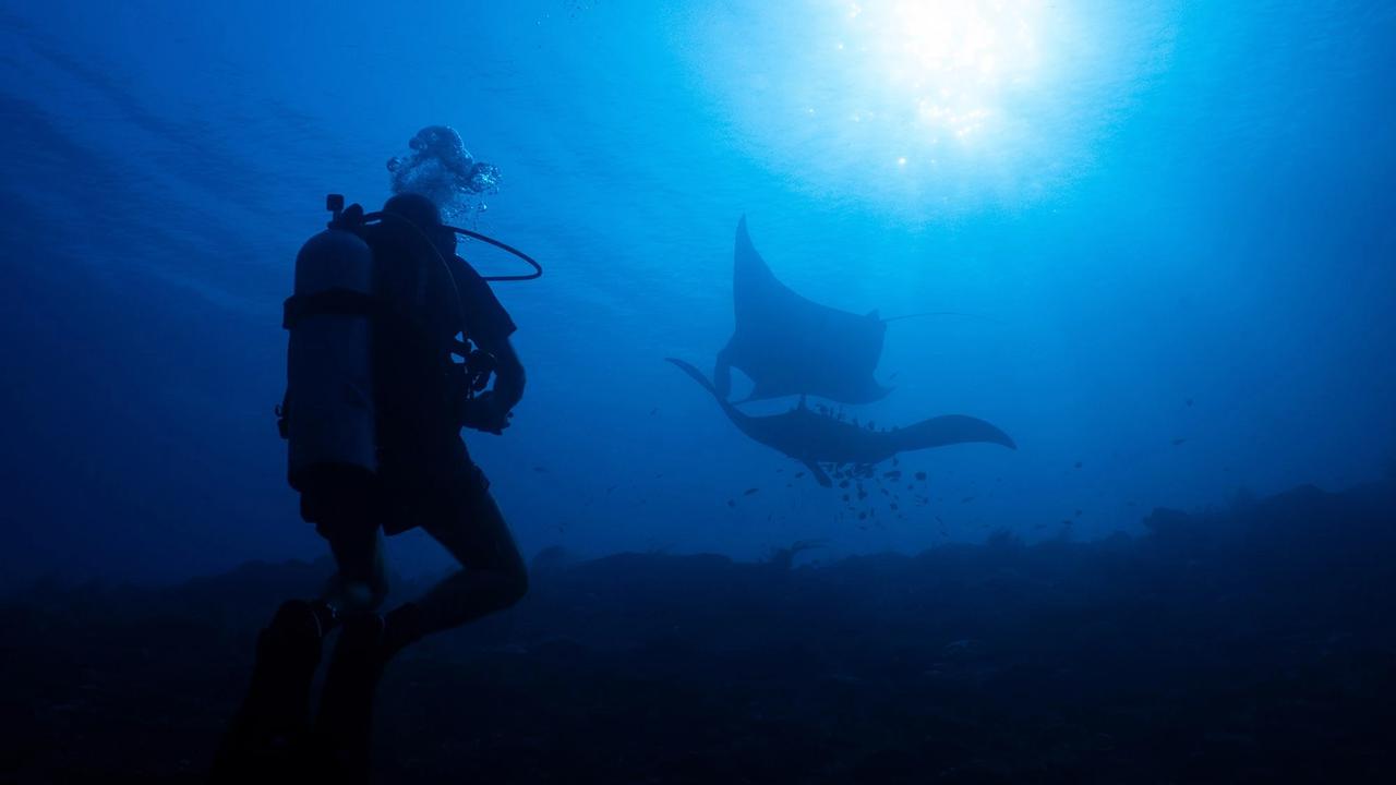 FOTO: Raja Ampat Hadapi Tekanan di Tengah Keajaiban Bawah Laut