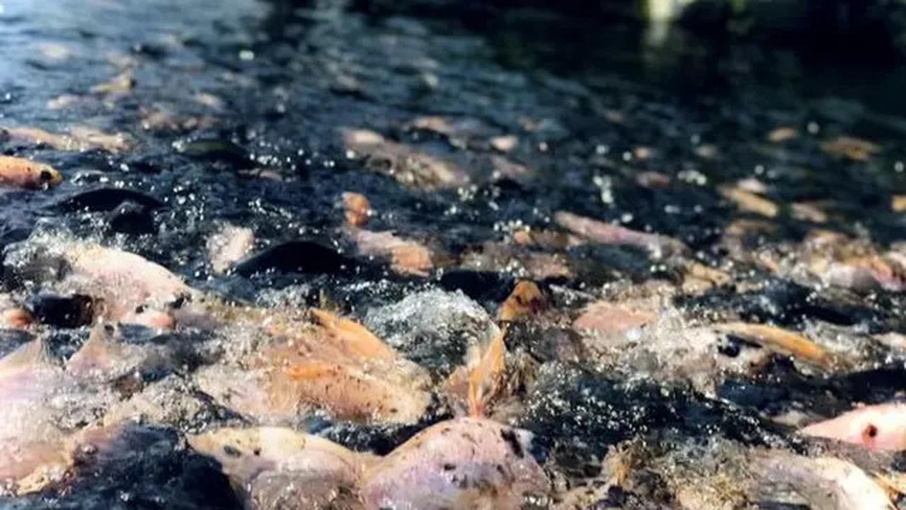 10 Jenis Ikan Air Tawar yang Cepat Besar untuk Konsumsi Keluarga, Cocok Dipelihara di Lahan Sempit