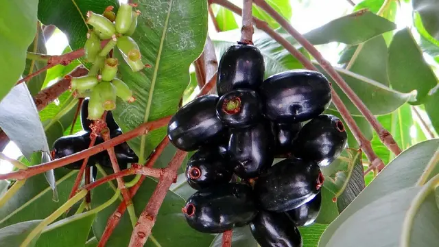 Jamblang